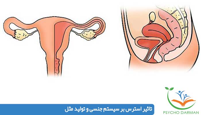 تاثیر استرس بر سیستم جنسی و تولید مثل
