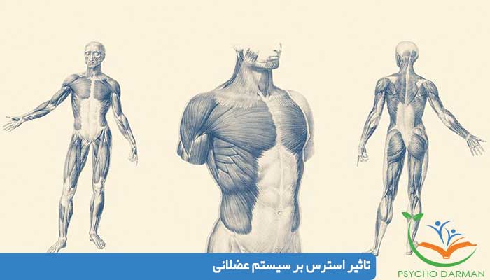 تاثیر استرس بر سیستم عضلانی