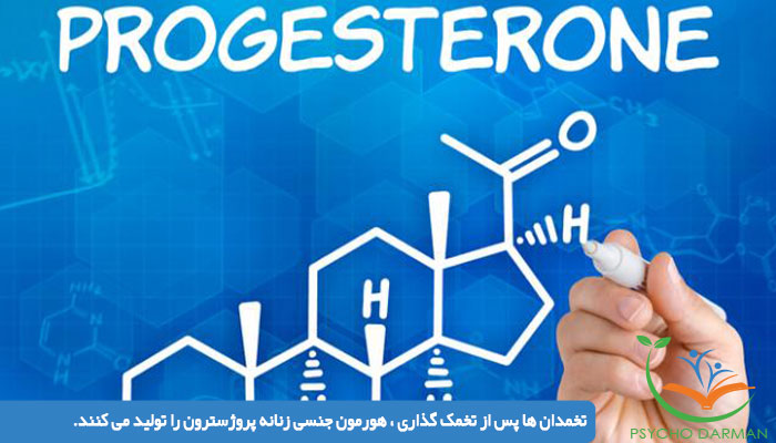 تخمدان ها پس از تخمک گذاری ، هورمون جنسی زنانه پروژسترون را تولید می کنند.