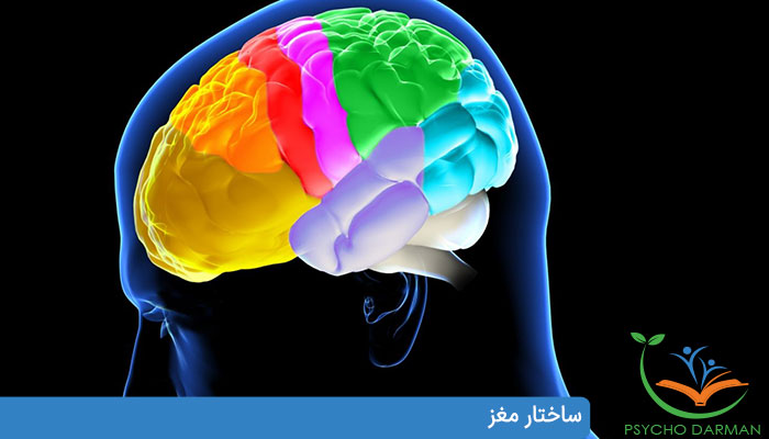 ساختار مغز